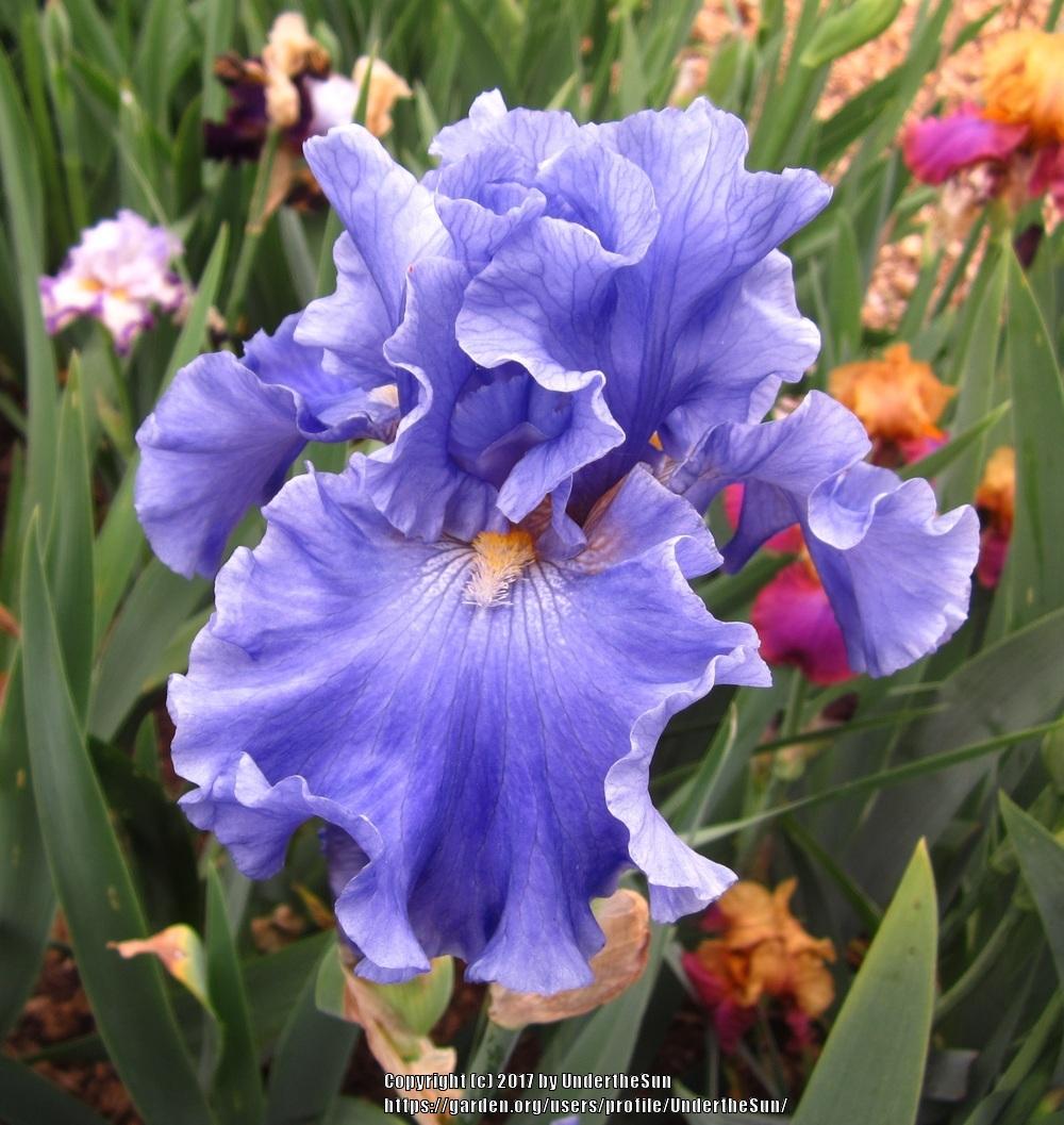 Photo of Tall Bearded Iris (Iris 'Merchant Marine') uploaded by UndertheSun