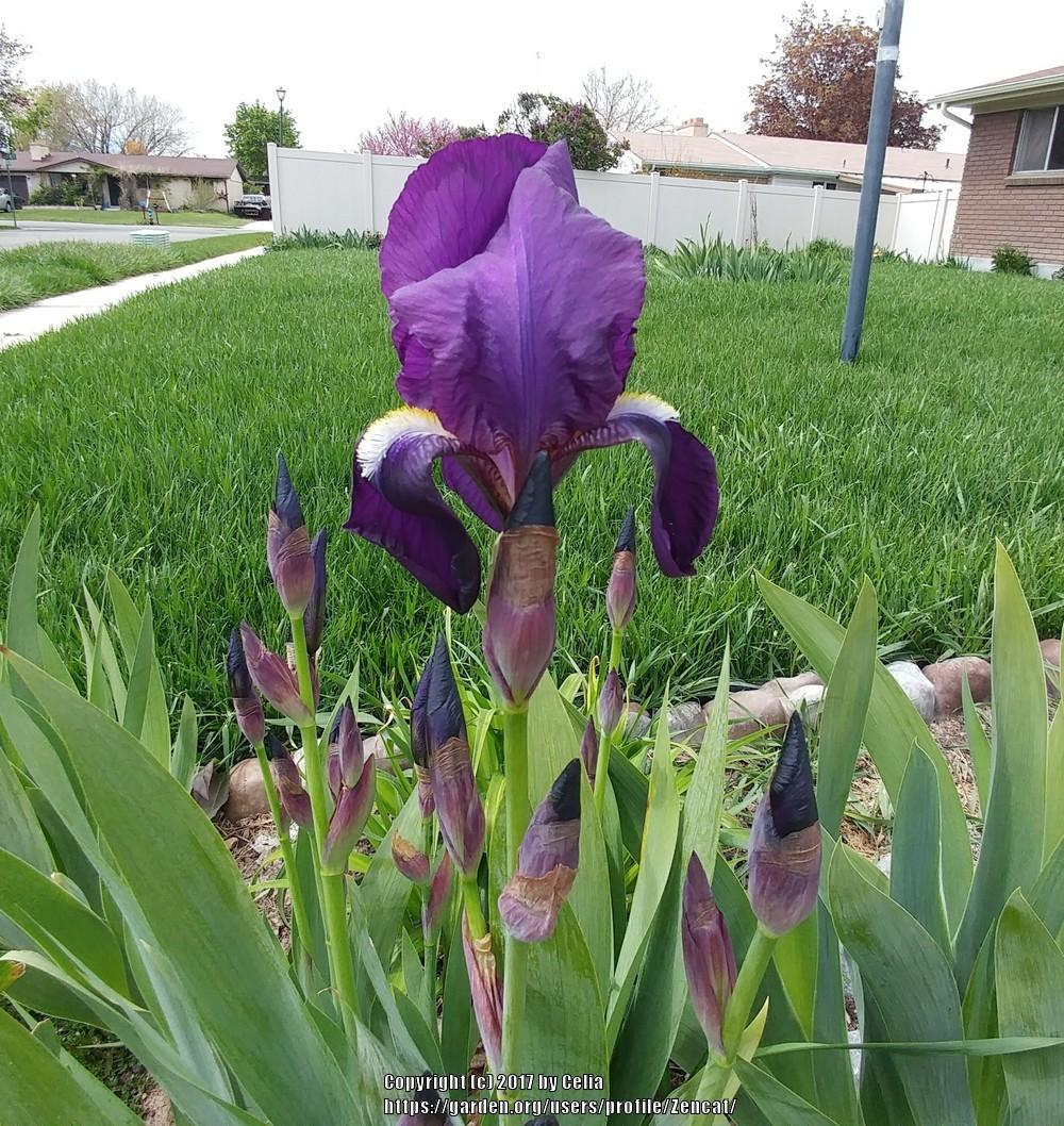 Photo of Intermediate Bearded Iris (Iris 'Crimson King') uploaded by Zencat