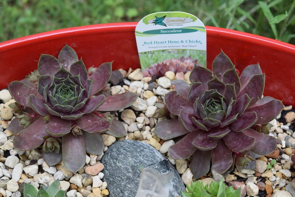 Photo of Hen and Chicks (Sempervivum 'Red Heart') uploaded by chadu82
