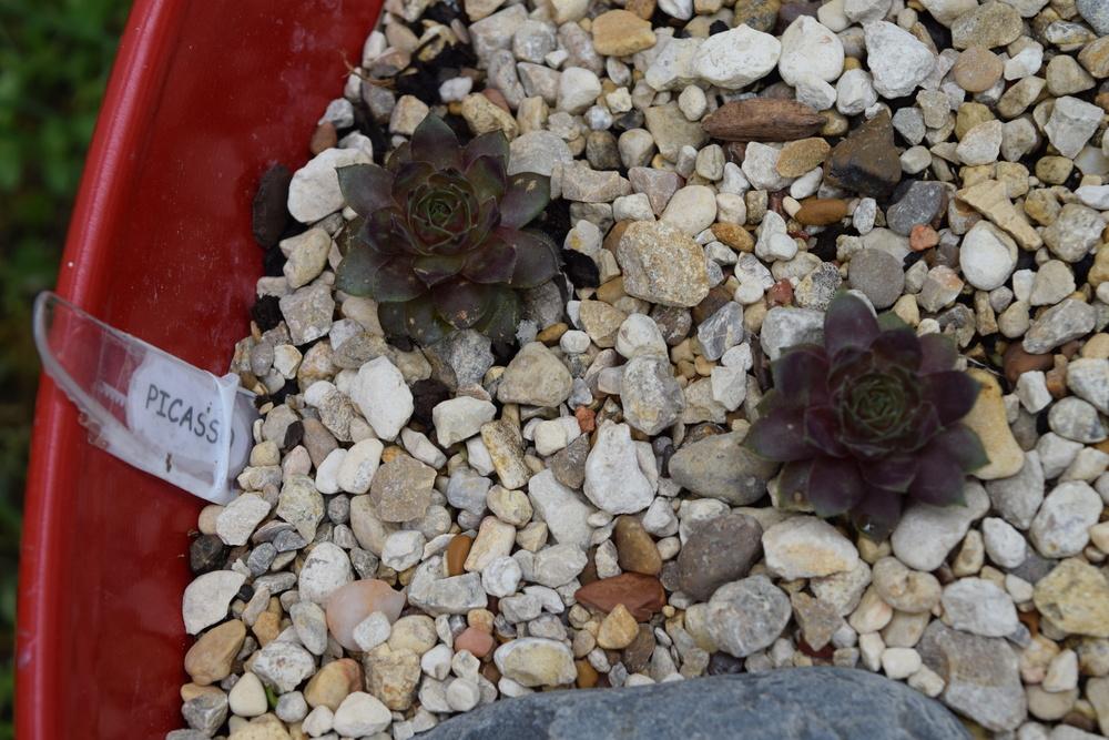 Photo of Hen and Chicks (Sempervivum 'Picasso') uploaded by chadu82