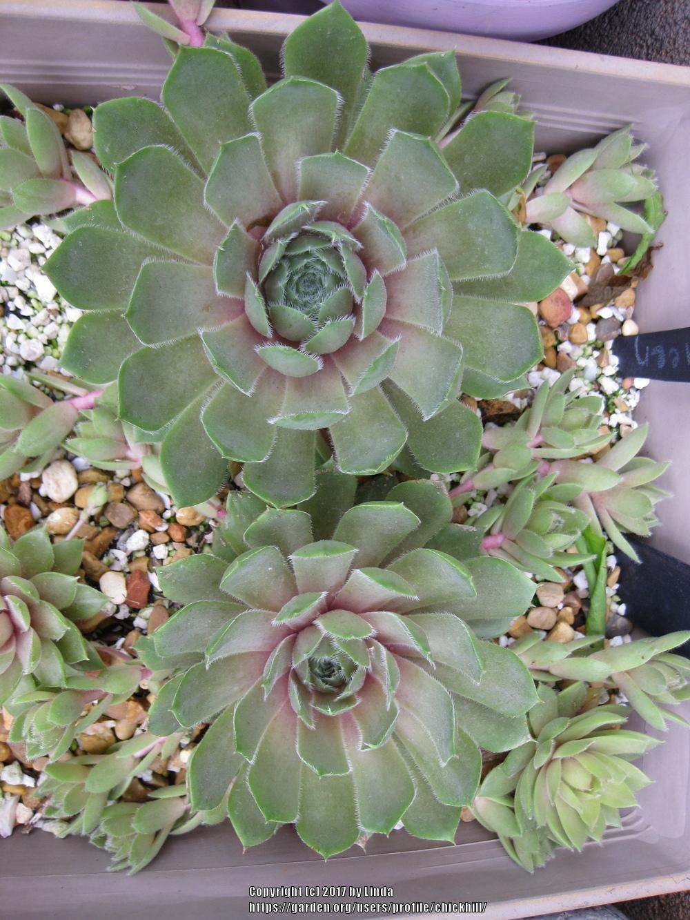 Photo of Hen and Chicks (Sempervivum 'Violet Queen') uploaded by chickhill