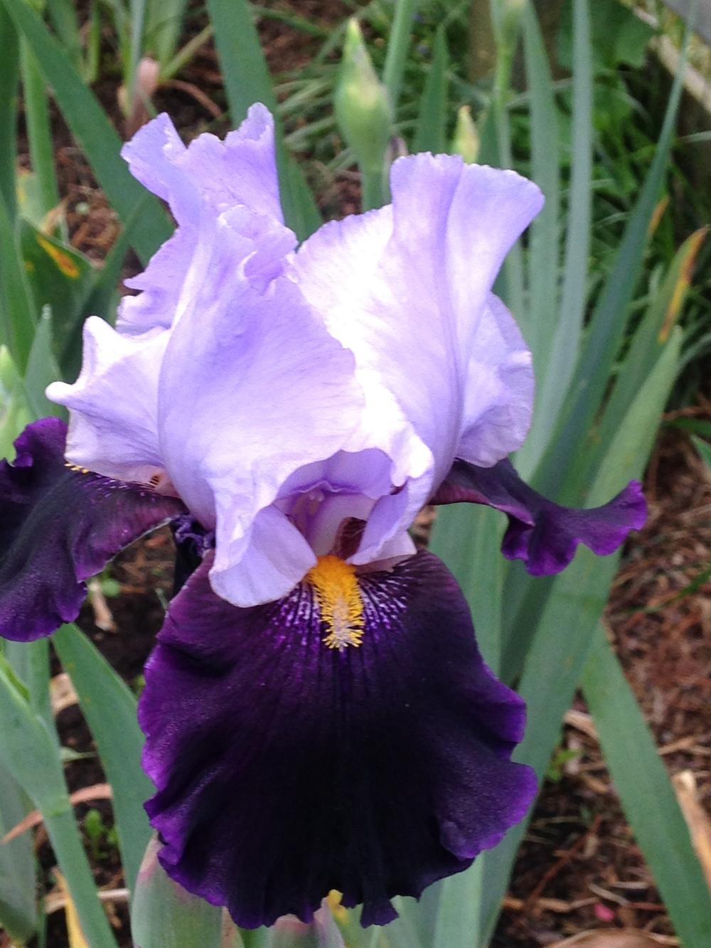 Photo of Tall Bearded Iris (Iris 'Habit') uploaded by iris12