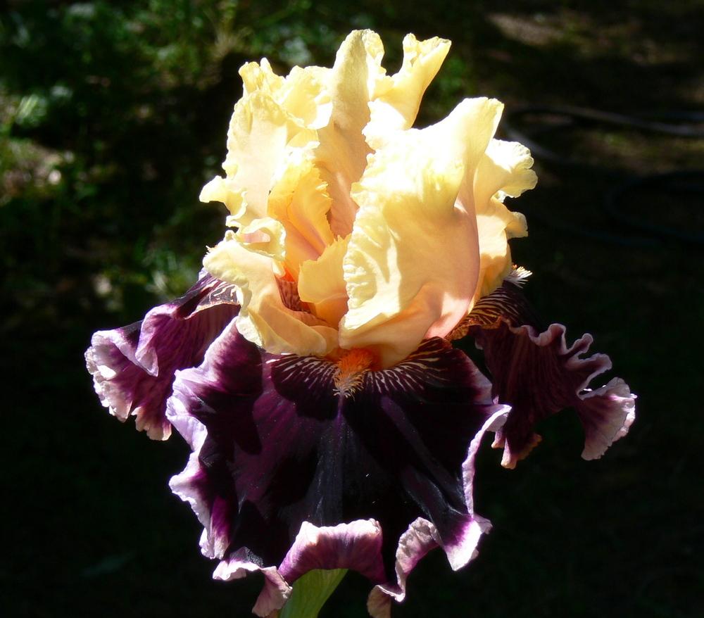 Photo of Tall Bearded Iris (Iris 'Dazzle') uploaded by janwax