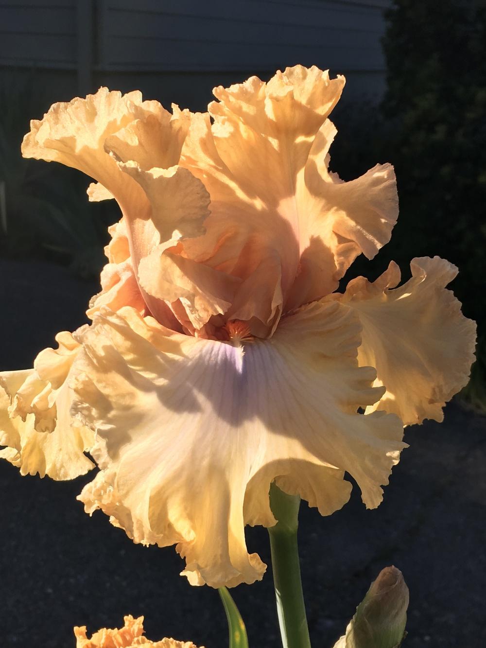 Photo of Tall Bearded Iris (Iris 'Nothing but Class') uploaded by lilpod13