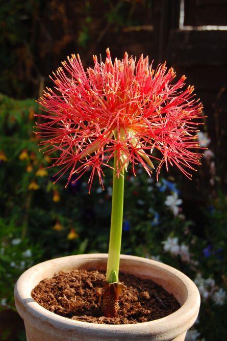 Photo of African Blood Lily (Scadoxus multiflorus) uploaded by longk