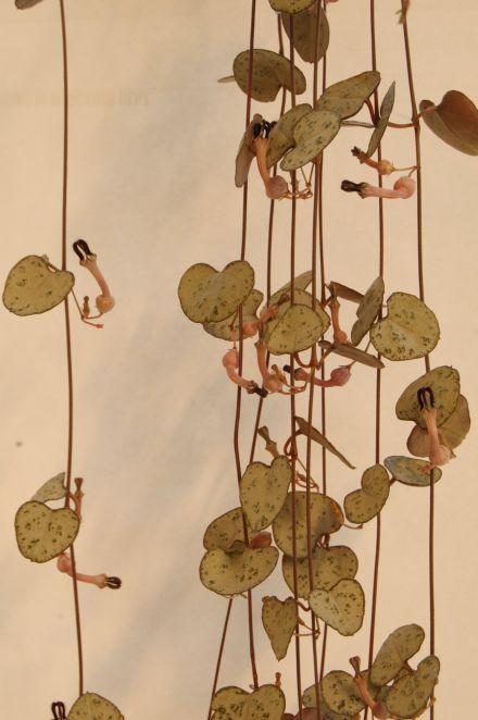 Photo of String of Hearts (Ceropegia woodii) uploaded by longk
