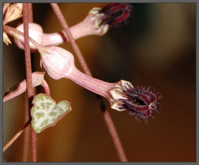 Photo of String of Hearts (Ceropegia woodii) uploaded by longk