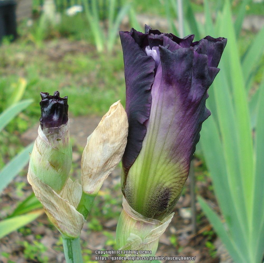 Photo of Tall Bearded Iris (Iris 'Brazilian Holiday') uploaded by lovemyhouse