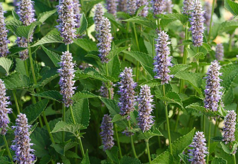Photo of Anise Hyssop (Agastache foeniculum) uploaded by DianeSeeds