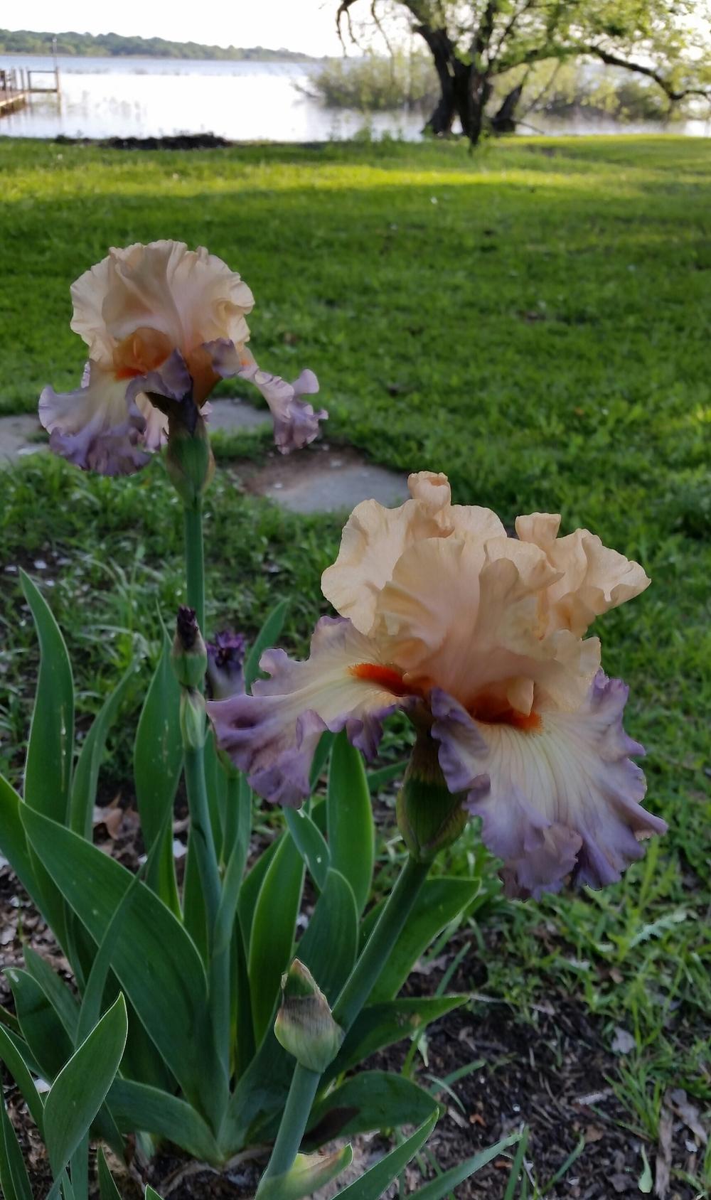 Photo of Tall Bearded Iris (Iris 'Parisian Dawn') uploaded by FAIRYROSE