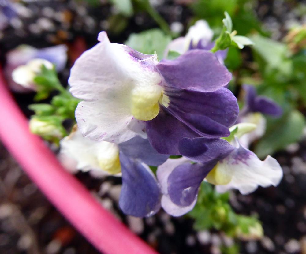 Photo of Nemesia versicolor uploaded by JulieB