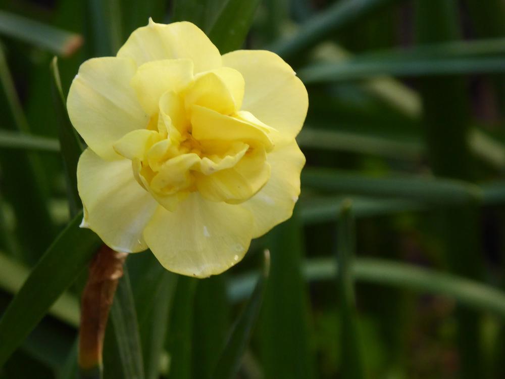 Photo of Double Daffodil (Narcissus 'Yellow Cheerfulness') uploaded by JulieB