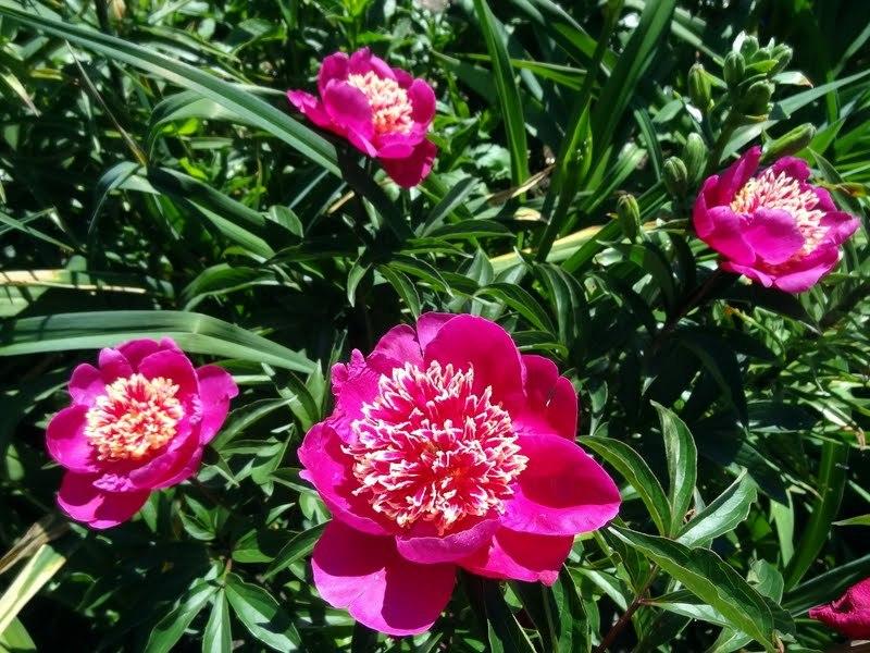 Photo of Peonies (Paeonia) uploaded by Orsola