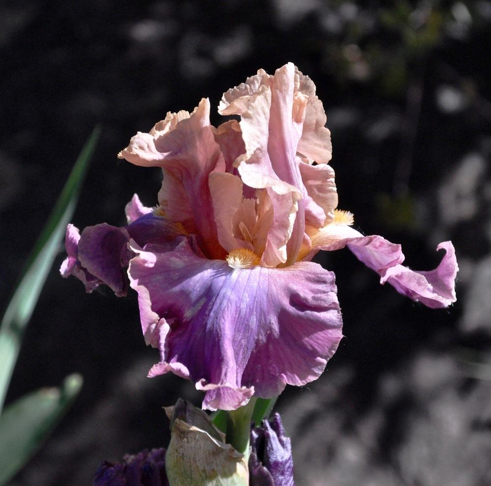 Photo of Tall Bearded Iris (Iris 'Chasing Rainbows') uploaded by Steve812