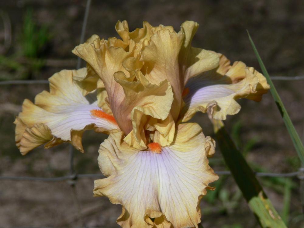 Photo of Tall Bearded Iris (Iris 'Ambertime') uploaded by janwax