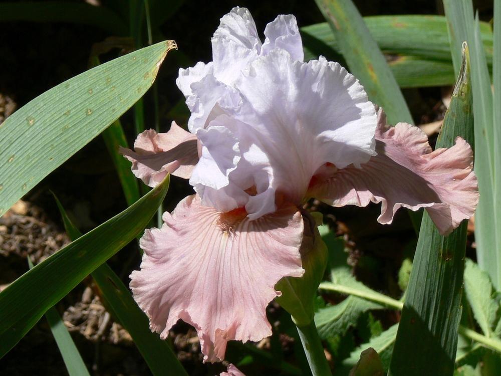 Photo of Border Bearded Iris (Iris 'I'm Dreaming') uploaded by janwax
