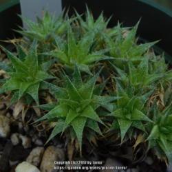 Location: In my garden - San Joaquin County, CA
Date: 2017-04-30 - Spring
Newly acquired Abromeitiella brevifolia