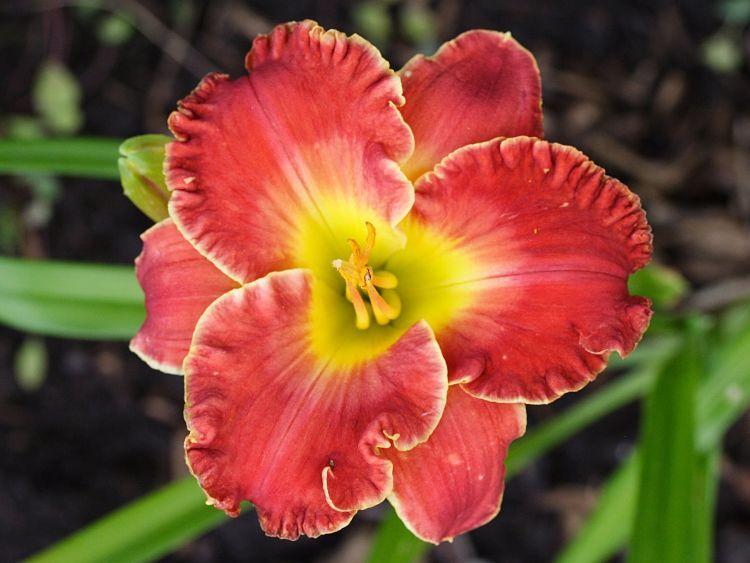 Photo of Daylily (Hemerocallis 'Best In Class') uploaded by DianeSeeds