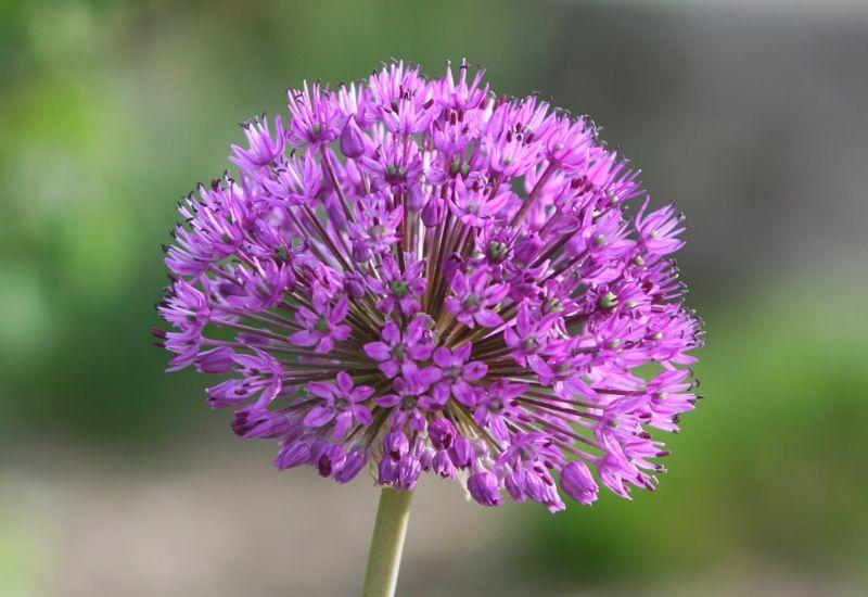 Photo of Flowering Onion (Allium 'Purple Sensation') uploaded by DianeSeeds