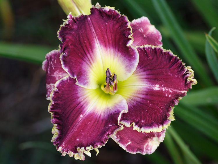 Photo of Daylily (Hemerocallis 'Violet Becomes You') uploaded by DianeSeeds