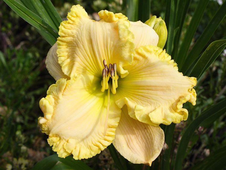Photo of Daylily (Hemerocallis 'Moment in the Sun') uploaded by DianeSeeds