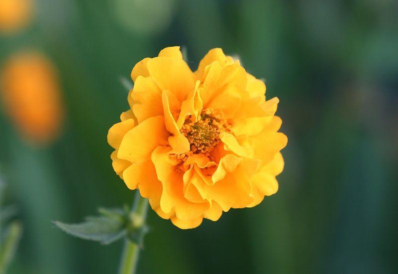 Photo of Geum 'Lady Stratheden' uploaded by DianeSeeds