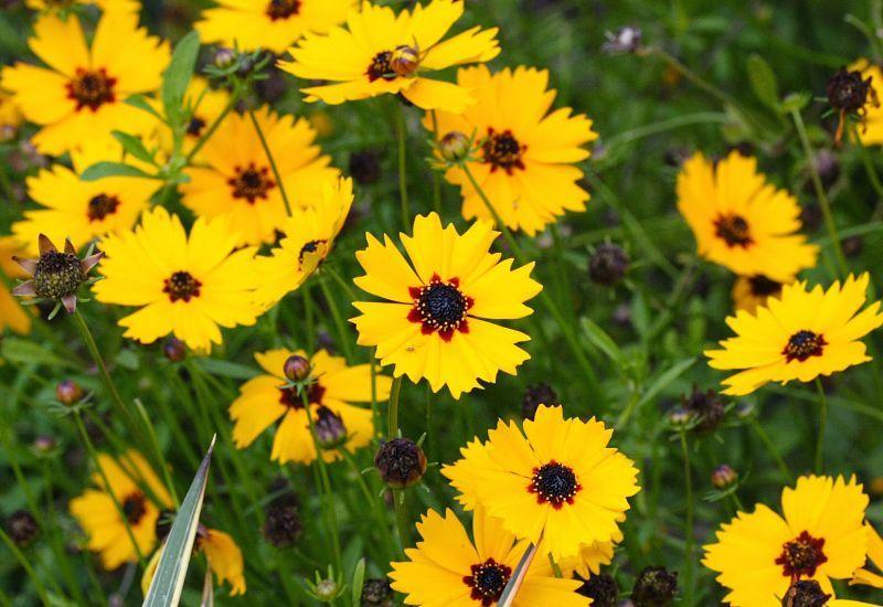 Photo of Golden-Wave (Coreopsis basalis) uploaded by DianeSeeds