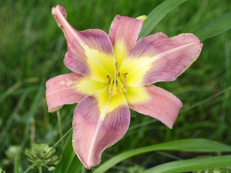 Photo of Daylily (Hemerocallis 'Aerial Applique') uploaded by DianeSeeds