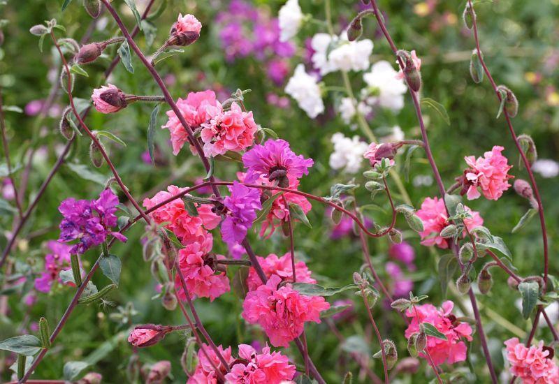 Photo of Mountain Garland (Clarkia unguiculata) uploaded by DianeSeeds