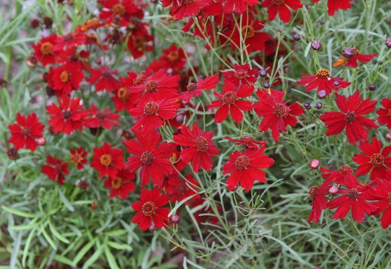 Photo of Plains Coreopsis (Coreopsis tinctoria 'Dwarf Red') uploaded by DianeSeeds