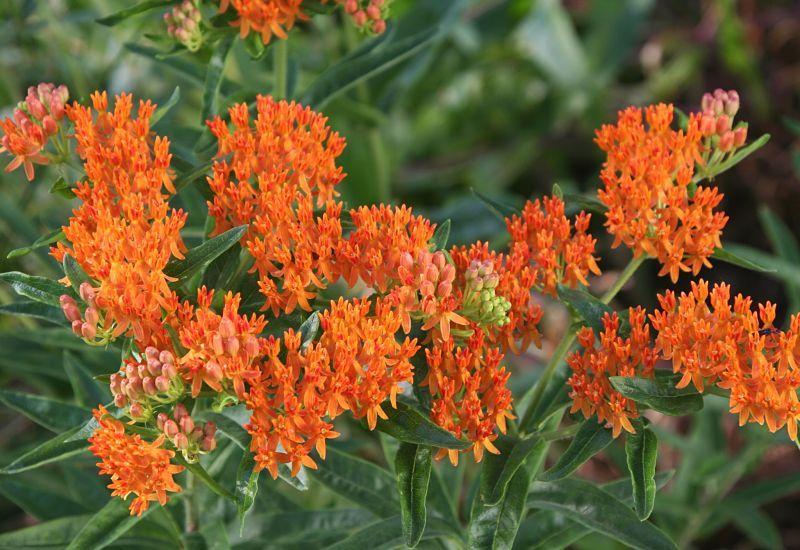 Photo of Butterfly Milkweed (Asclepias tuberosa) uploaded by DianeSeeds