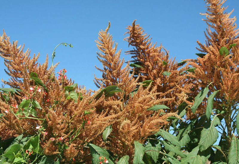 Photo of Prince's Feather (Amaranthus cruentus 'Golden Giant') uploaded by DianeSeeds