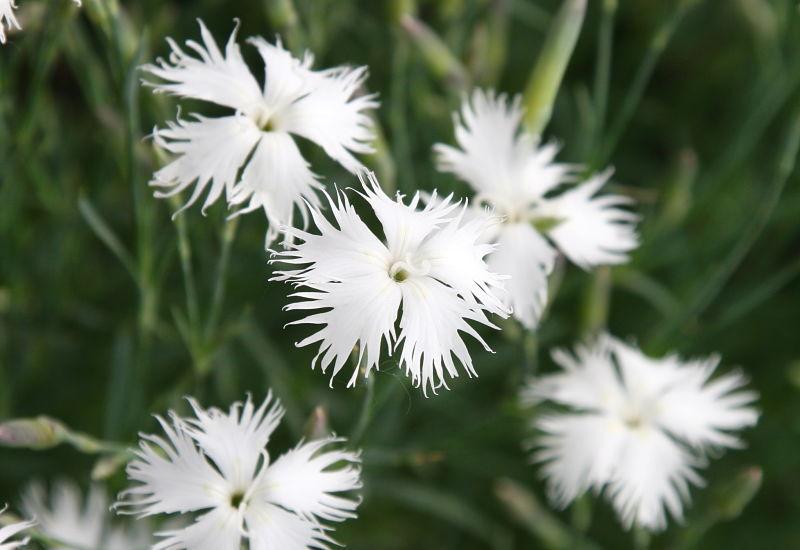 Photo of Sand Pink (Dianthus arenarius) uploaded by DianeSeeds