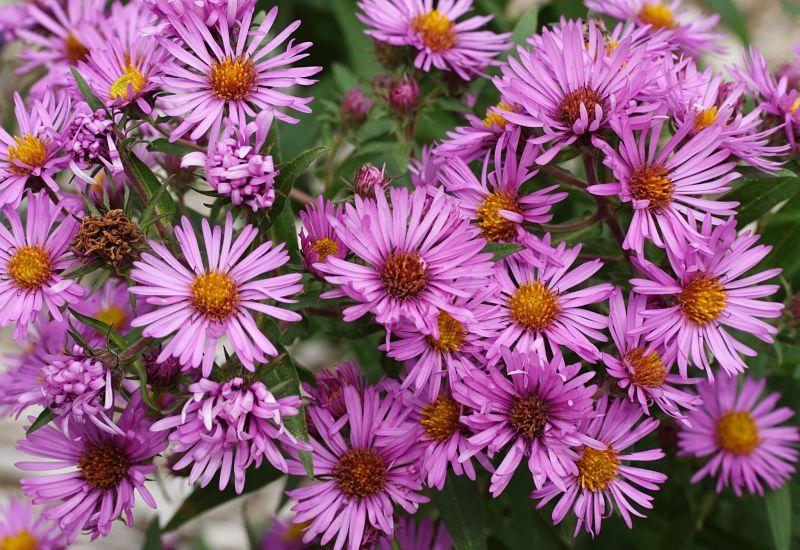 Photo of New England Aster (Symphyotrichum novae-angliae) uploaded by DianeSeeds