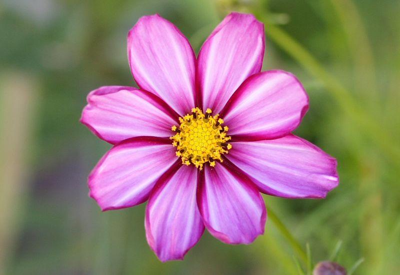 Photo of Cosmos (Cosmos bipinnatus 'Candy Stripe') uploaded by DianeSeeds