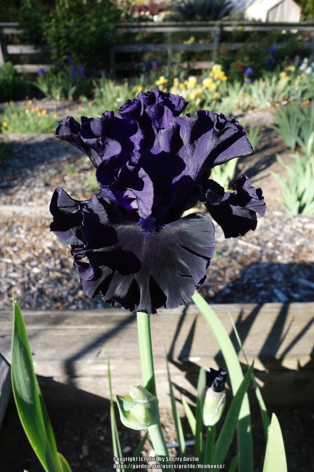 Photo of Tall Bearded Iris (Iris 'Black Lipstick') uploaded by Henhouse
