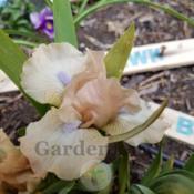 Maiden blooms short. First didn't open all.the