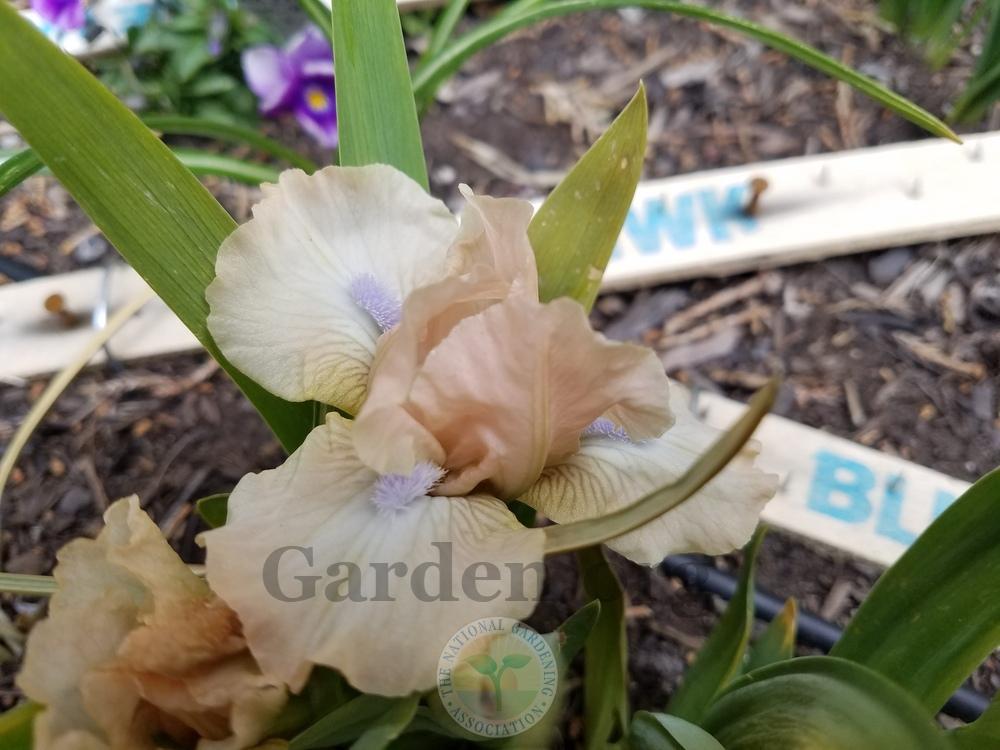 Photo of Standard Dwarf Bearded Iris (Iris 'Ahwahnee Princess') uploaded by HighdesertNiki