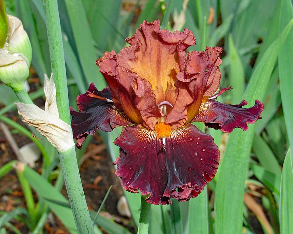 Photo of Tall Bearded Iris (Iris 'Beefy') uploaded by Lestv