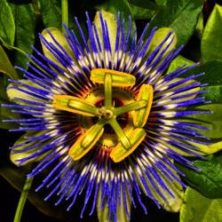 Location: Botanical gardens of the State of Georgia, Athens, Georgia
Date: 2017-05-02
Blue Passion Flower 015