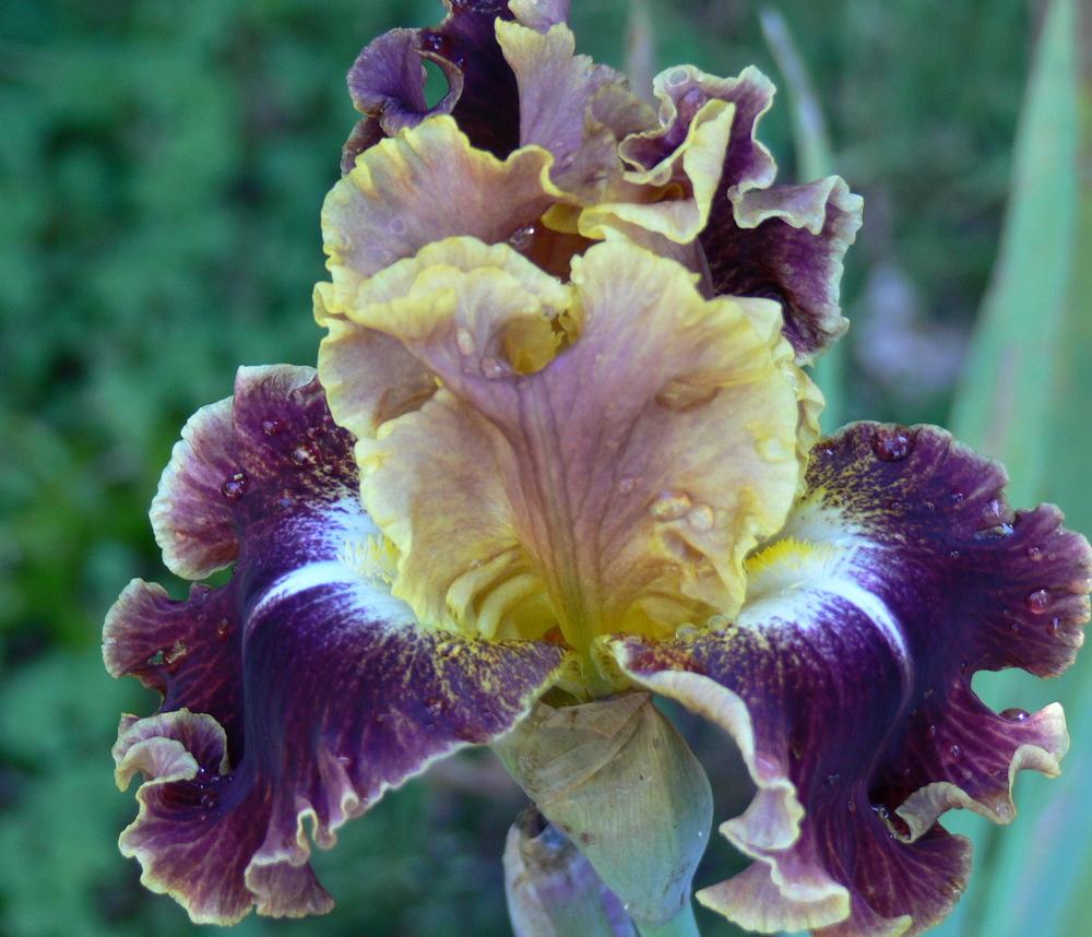 Photo of Tall Bearded Iris (Iris 'Volcanic Glow') uploaded by janwax
