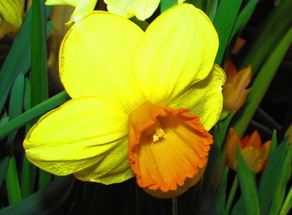 Photo of Large-cupped Daffodil (Narcissus 'Monal') uploaded by jmorth