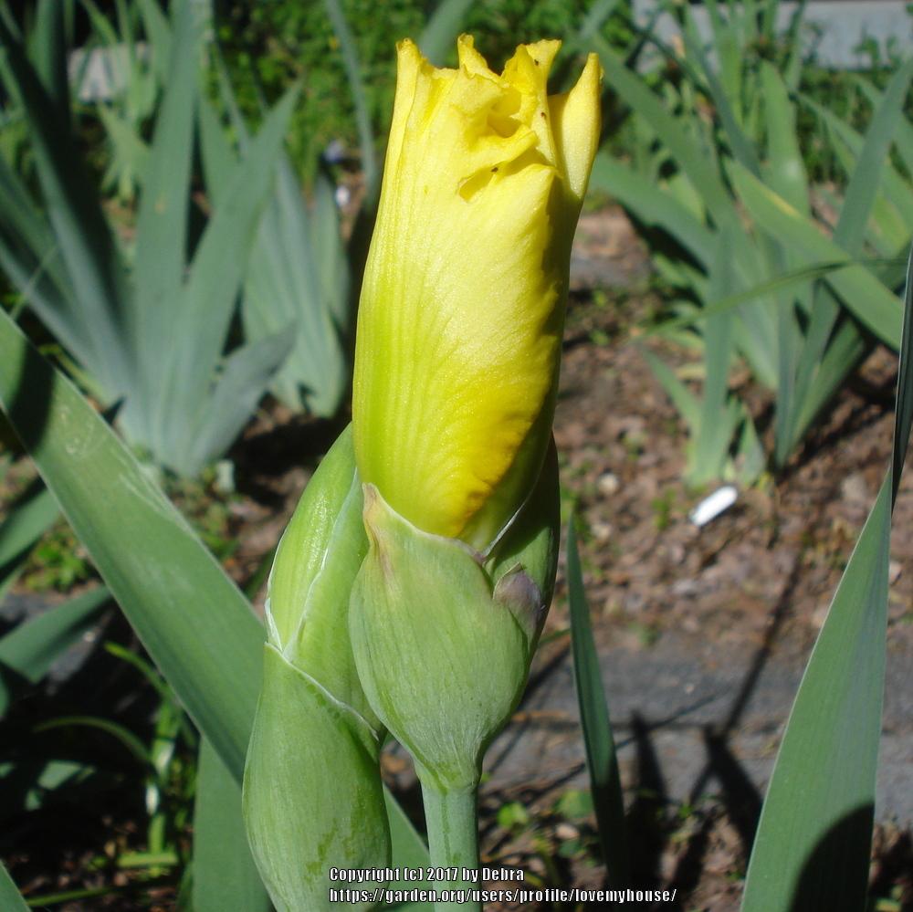 Photo of Tall Bearded Iris (Iris 'Sun Shine In') uploaded by lovemyhouse