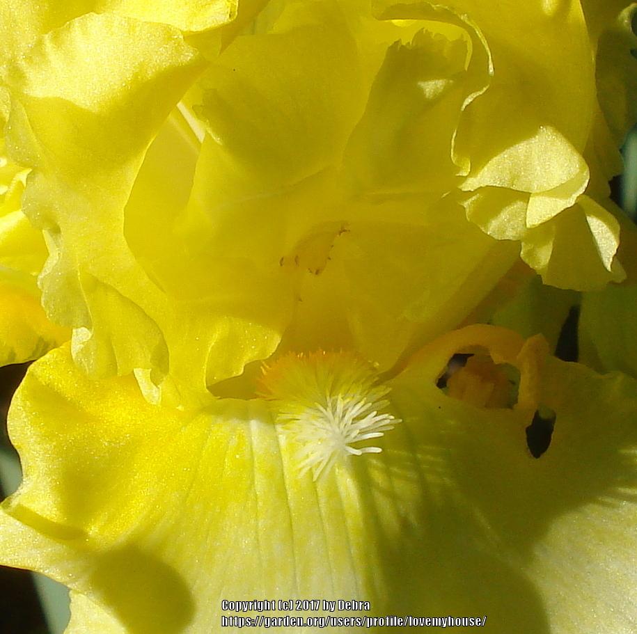 Photo of Tall Bearded Iris (Iris 'Sun Shine In') uploaded by lovemyhouse