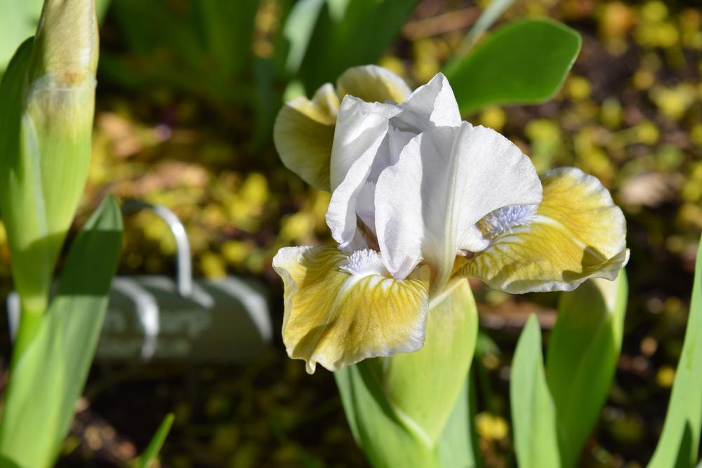 Photo of Miniature Dwarf Bearded Iris (Iris 'Celtic Pixie') uploaded by Dachsylady86
