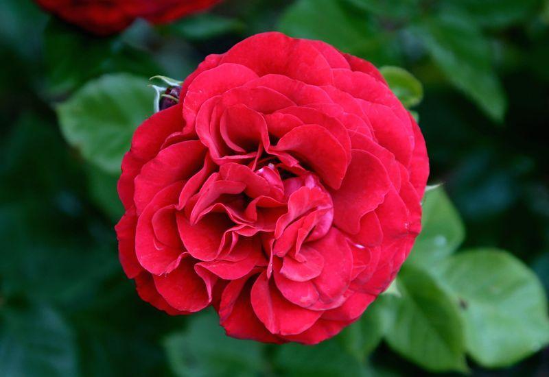 Photo of Rose (Rosa 'Braveheart') uploaded by DianeSeeds