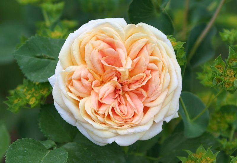 Photo of Rose (Rosa 'Alchymist') uploaded by DianeSeeds