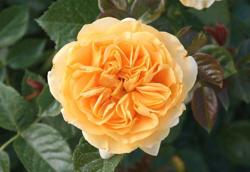 Photo of Floribunda Rose (Rosa 'Julia Child') uploaded by DianeSeeds