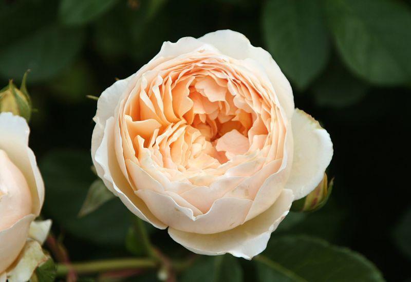 Photo of Rose (Rosa 'Jude the Obscure') uploaded by DianeSeeds