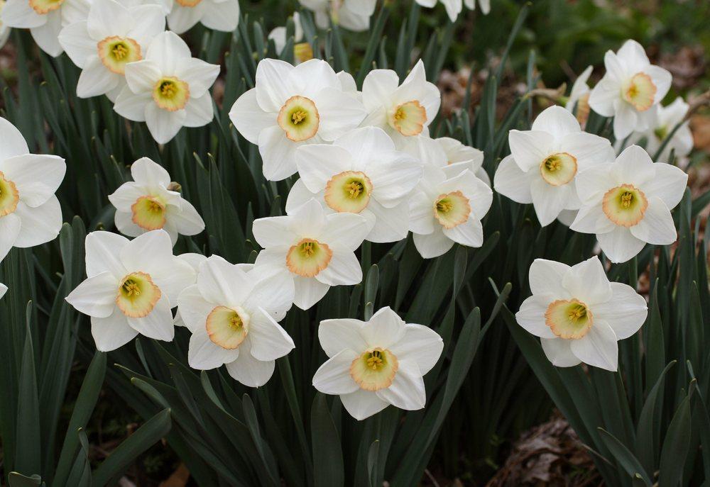 Photo of Large-Cupped Daffodil (Narcissus 'High Society') uploaded by DianeSeeds